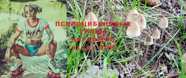 крисы Бородино
